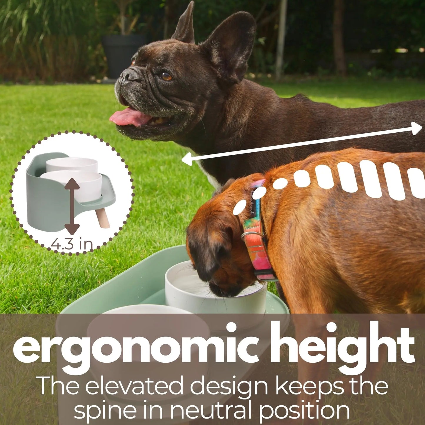 Elevated Pet Feeder: Happy & Healthy Eating